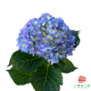 市场绣球 海蓝紫 1枝 商品缩略图0