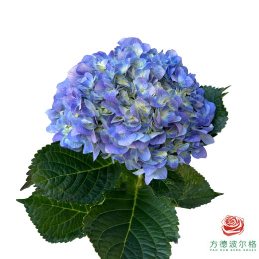 市场绣球 海蓝紫 1枝 商品图0