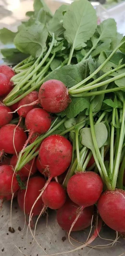 鸿翠园 有机小红丁 商品图6