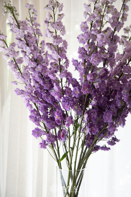 大飞燕 商品图0