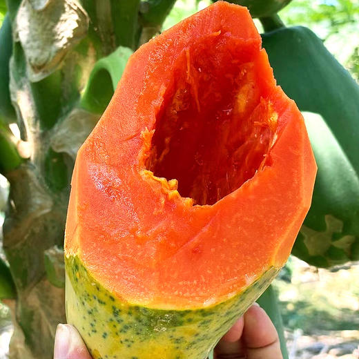 『海南树上熟红心牛奶木瓜』香浓甜美 顺滑细腻 商品图6