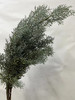 【叶材】银松（雪花松 )扎 商品缩略图3