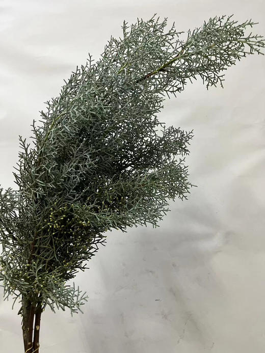 【叶材】银松（雪花松 )扎 商品图3