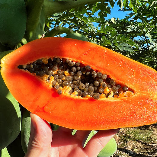 『海南树上熟红心牛奶木瓜』香浓甜美 顺滑细腻 商品图3