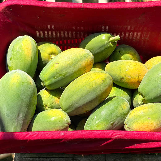 『海南树上熟红心牛奶木瓜』香浓甜美 顺滑细腻 商品图4