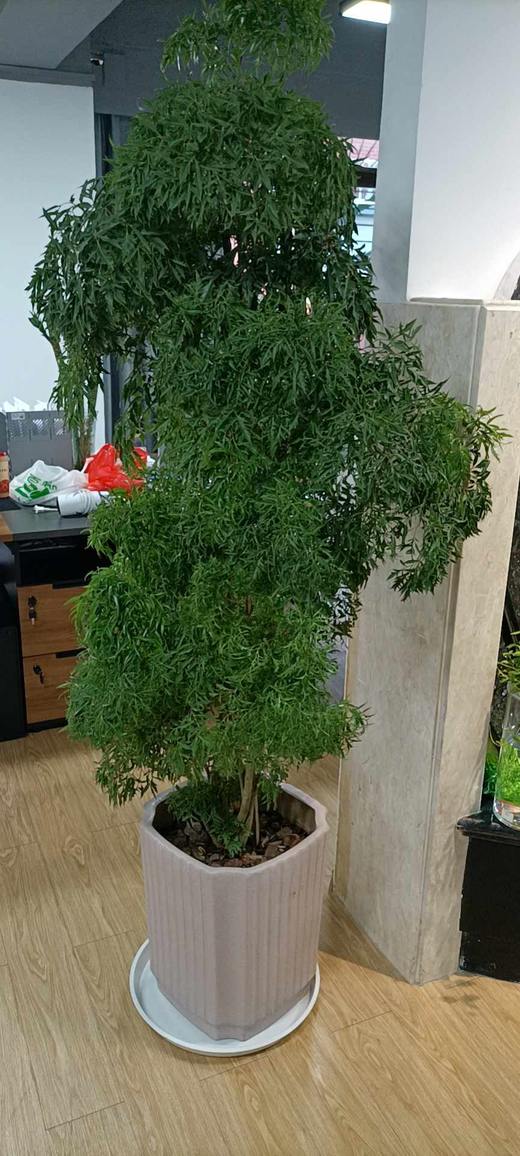福禄桐 商品图0