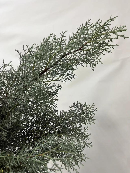 【叶材】银松（雪花松 )扎 商品图5