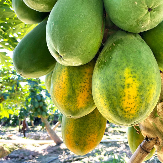 『海南树上熟红心牛奶木瓜』香浓甜美 顺滑细腻 商品图7