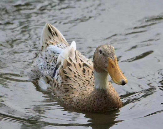 #请单独拍#鸡鸡复鸡鸡，富阳高山土鸡，香飘十里地！还有富阳土鸭同步上架！天气渐热 鸡蛋鸭蛋收到后要及时冷藏保存哦～ 商品图4