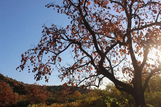 ｜蒲州柿饼｜香甜软糯｜霜厚｜无硫磺熏制｜圆通包邮 商品图3