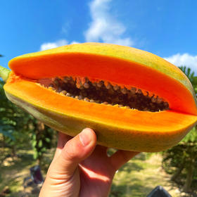 『海南树上熟红心牛奶木瓜』香浓甜美 顺滑细腻