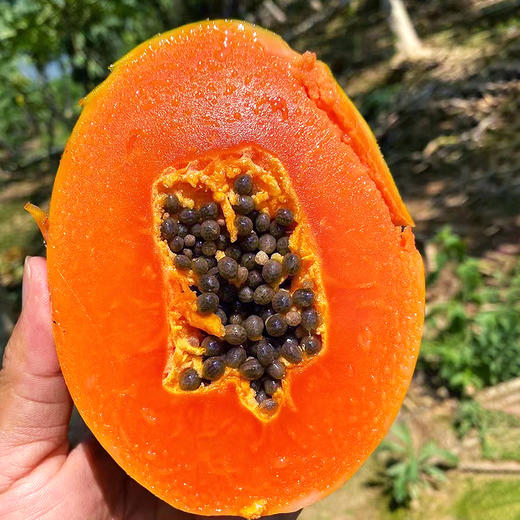 『海南树上熟红心牛奶木瓜』香浓甜美 顺滑细腻 商品图2