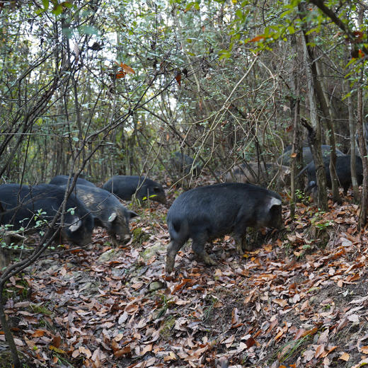 S百里坡腊内脏【里脊、猪肚、猪舌、猪肝、猪大肠、猪耳、猪头肉】散装 商品图7