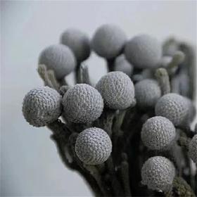 南非进口珊瑚果一扎