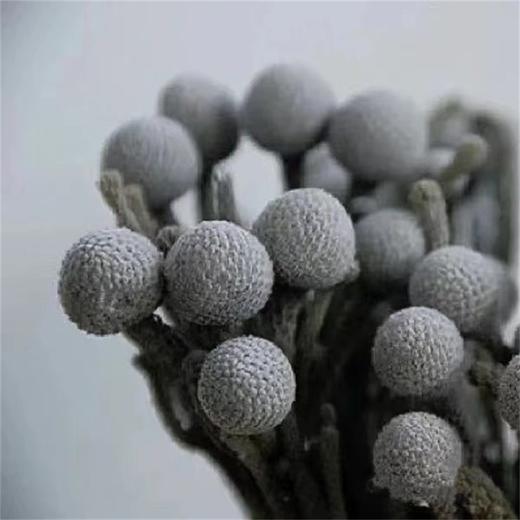 南非进口珊瑚果一扎 商品图0