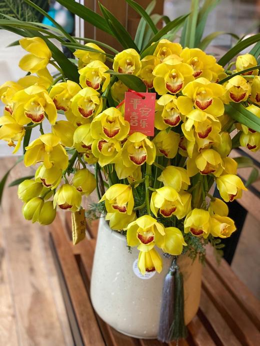 【大花蕙兰盆栽】金玉满堂大花蕙兰盆栽1盆/份 带有3支花剑（韵达/圆通） 商品图9