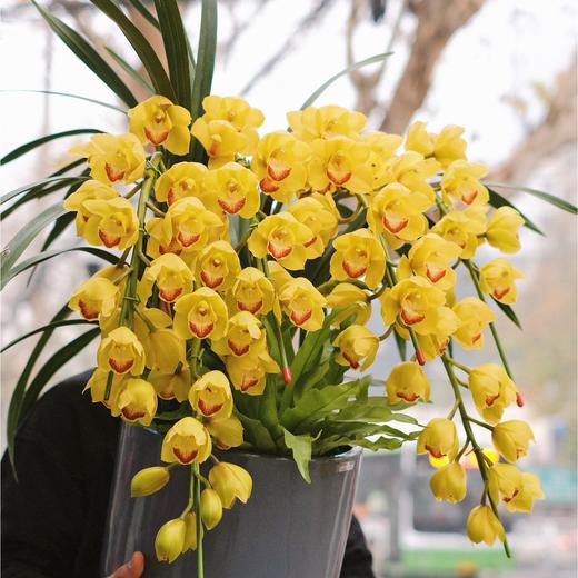 【大花蕙兰盆栽】金玉满堂大花蕙兰盆栽1盆/份 带有3支花剑（韵达/圆通） 商品图6