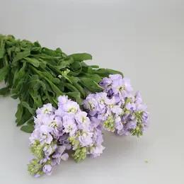 紫罗兰随机颜色 商品图3