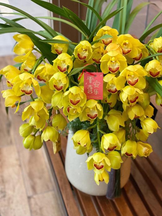【大花蕙兰盆栽】金玉满堂大花蕙兰盆栽1盆/份 带有3支花剑（韵达/圆通） 商品图4