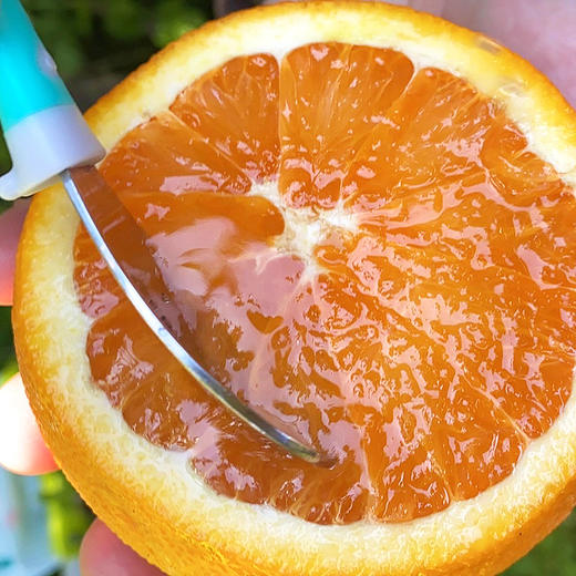 『秭归九月红橙+中华红橙』爽滑爆汁，肉质细嫩，酸甜可口 商品图3