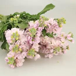 紫罗兰随机颜色 商品图1