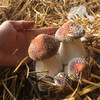 生态赤松茸 | 合作生产*  Ecological agaricus blazei murill | Coproduction 商品缩略图2