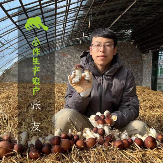 生态赤松茸 | 合作生产*  Ecological agaricus blazei murill | Coproduction 商品图1
