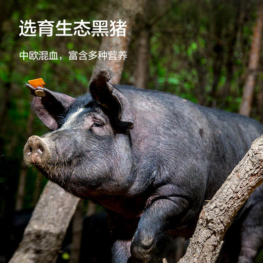 京东京造 去皮黑猪五花肉600g (需冷水或冷藏至完全解冻后烹饪)烤肉 商品图1