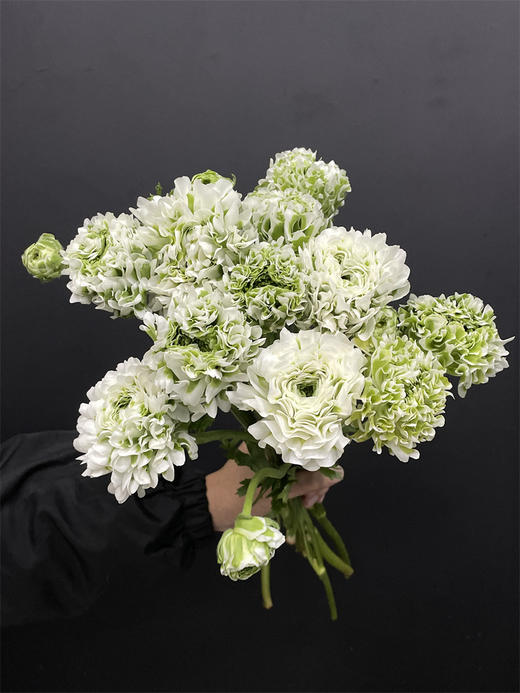 锦鲤洋牡丹鲜切花多色选择 商品图2