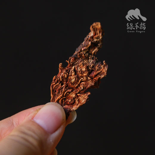 野生丹参（切片） | 合作生产*Wild Salvia Miltiorrhiza | Coproduction 商品图3