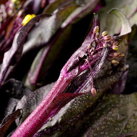 放心红油菜 约300g/袋 商品图3