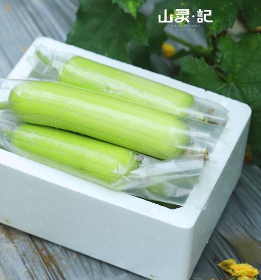 白玉丝瓜 商品图3