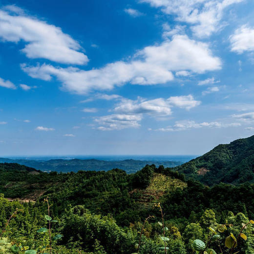 生态绿心猕猴桃 | 出家僧人用酵素种的猕猴桃，50年树龄，风味浓郁，绿心品种，来自世界猕猴桃小镇都江堰向娥，24/30枚装 商品图5