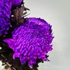 丰岛牡丹菊-紫色 商品缩略图0