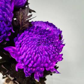 丰岛牡丹菊-紫色