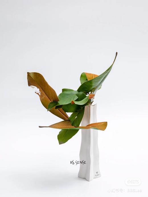 【玉兰叶】约2-3支/扎  分叉多 商品图4