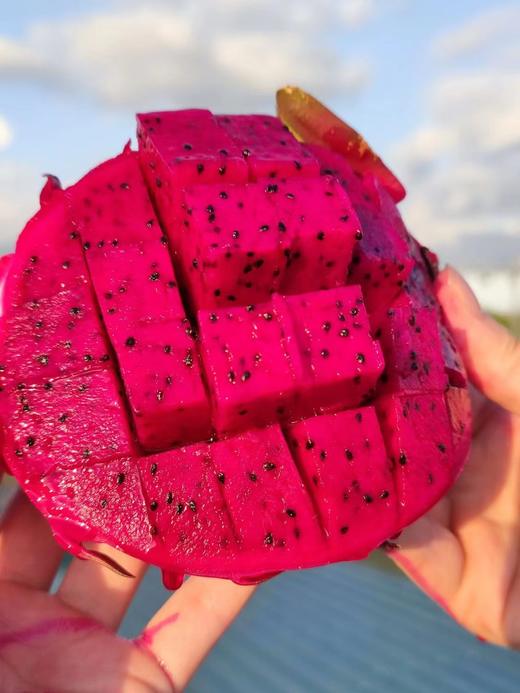 【会员19.5/颗】吃海农业海南空运金都一号红心火龙果 商品图6