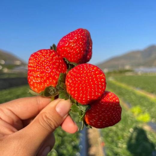 【顺丰为主】四川大凉山露天德昌草莓、果肉饱满，果汁丰富，大人小孩都爱吃【冻果不售后】 商品图2