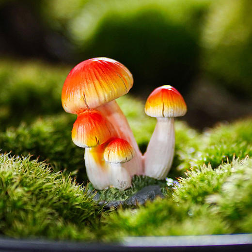 树脂小蘑菇摆件花盆景装饰品多肉苔藓微景观世界庭院鱼缸造景 商品图4