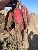  西瓜红红薯 5kg/袋  五家渠有机种植 商品缩略图2