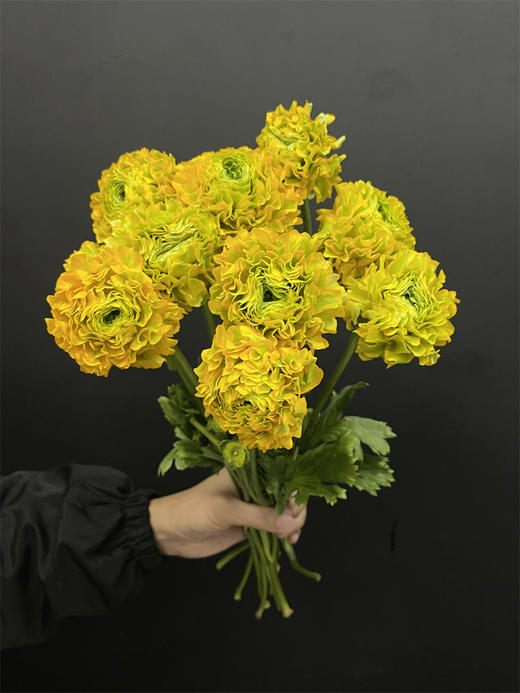 锦鲤洋牡丹鲜切花多色选择 商品图4