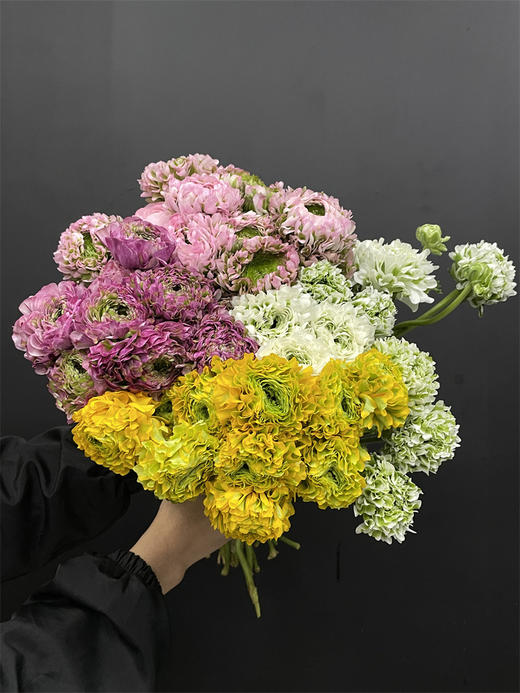 锦鲤洋牡丹鲜切花多色选择 商品图1