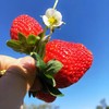 【顺丰为主】四川大凉山露天德昌草莓、果肉饱满，果汁丰富，大人小孩都爱吃【冻果不售后】 商品缩略图9