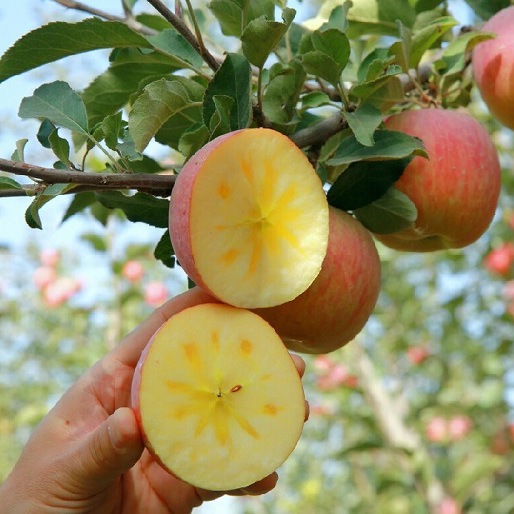 【新疆阿克苏冰糖心苹果】果肉细腻，肉质色泽略黄，咀嚼后果味浓郁、基本无残渣