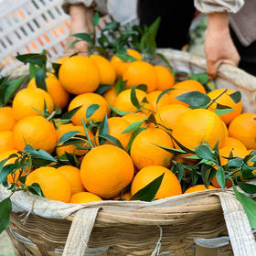 2025新上市 现摘现发，产地直发，有机种植，四川爱媛新鲜采摘 皮薄肉嫩果香浓郁 酸甜多汁 可以吸着吃的鲜橙 无核无渣老少皆宜 吃一口就忘不了的独特味道