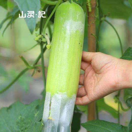 白玉丝瓜 商品图1