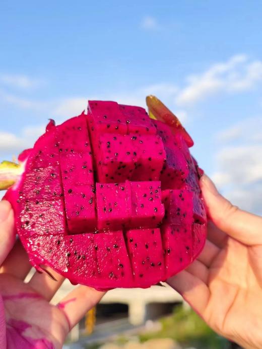 【会员19.5/颗】吃海农业海南空运金都一号红心火龙果 商品图7