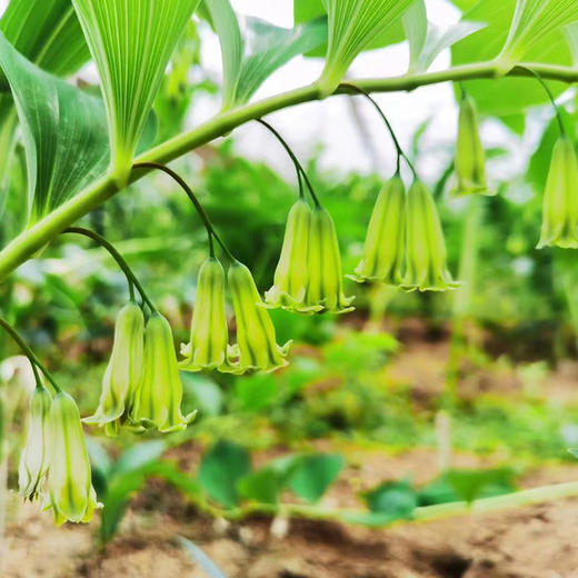 【消费帮扶】安徽六安【和记润元|九制黄精黄精茶】礼盒装30袋*9g/盒  黑亮透油 健康之选 商品图4