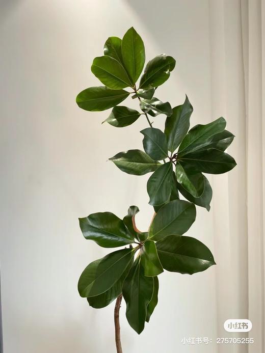 【玉兰叶】约2-3支/扎  分叉多 商品图3