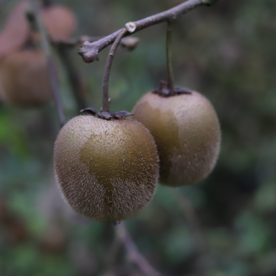 生态绿心猕猴桃 | 出家僧人用酵素种的猕猴桃，50年树龄，风味浓郁，绿心品种，来自世界猕猴桃小镇都江堰向娥，24/30枚装
